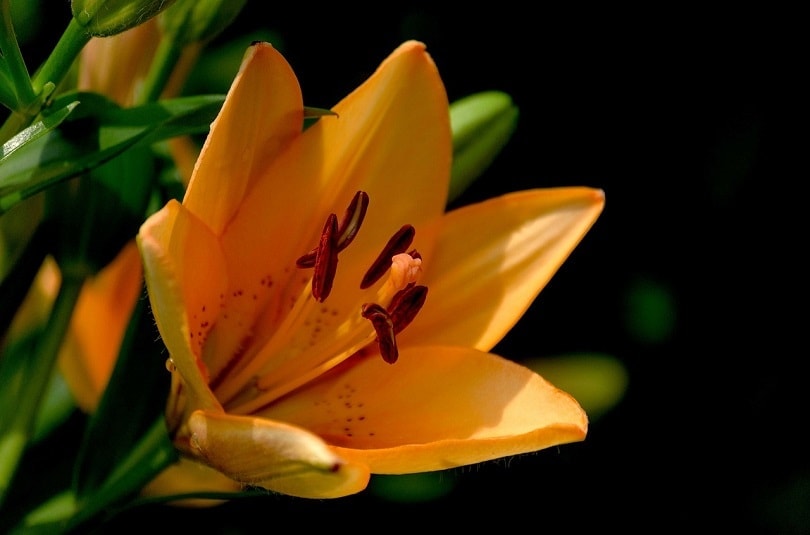 43 Common Types of Flowers in the US (with Pictures)