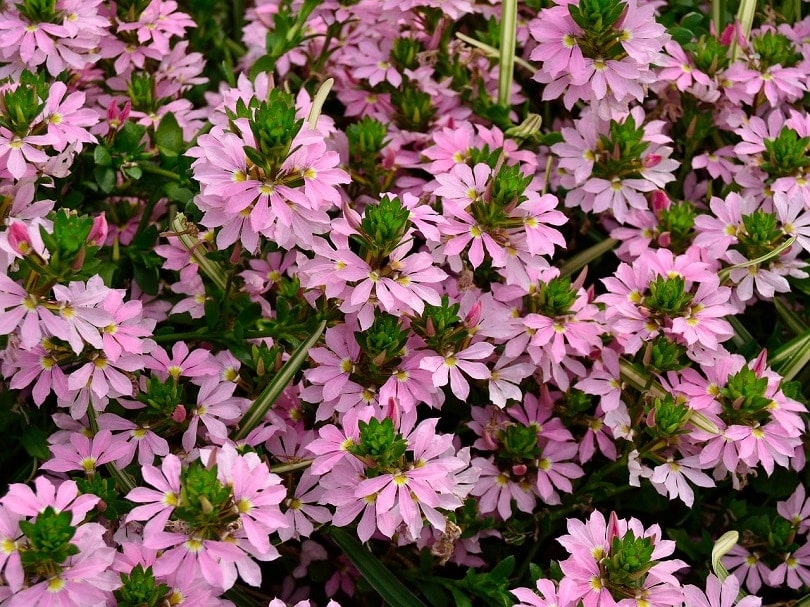 43 Common Types of Flowers in the US (with Pictures)