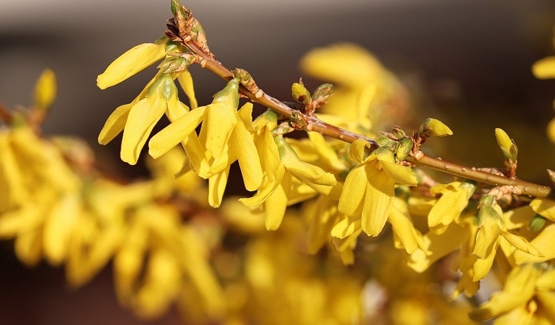 43 Common Types of Flowers in the US (with Pictures)