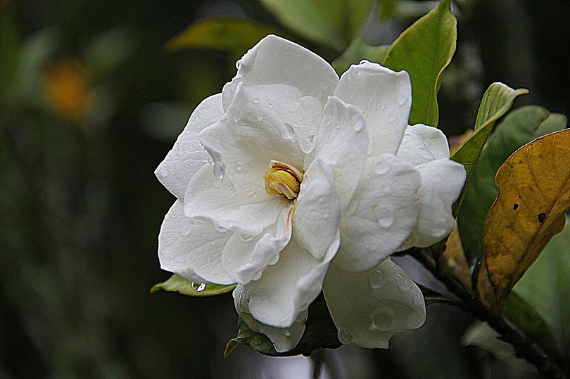 43 Common Types of Flowers in the US (with Pictures)