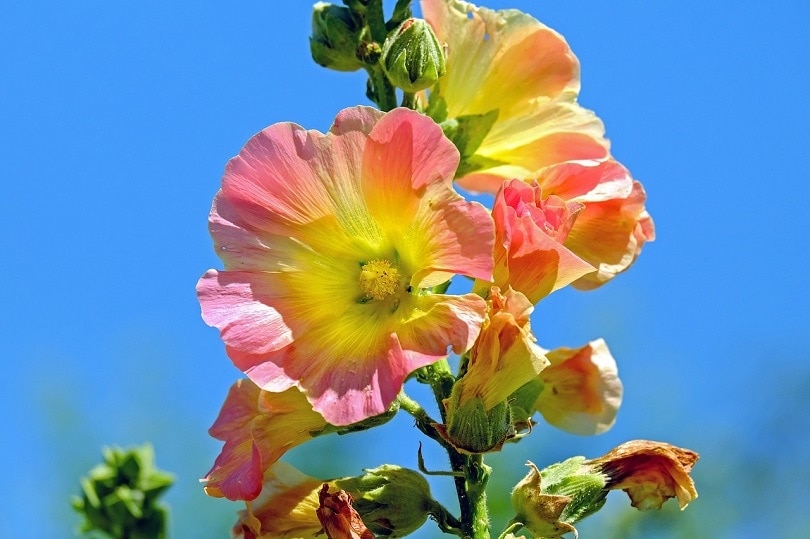 43 Common Types of Flowers in the US (with Pictures)