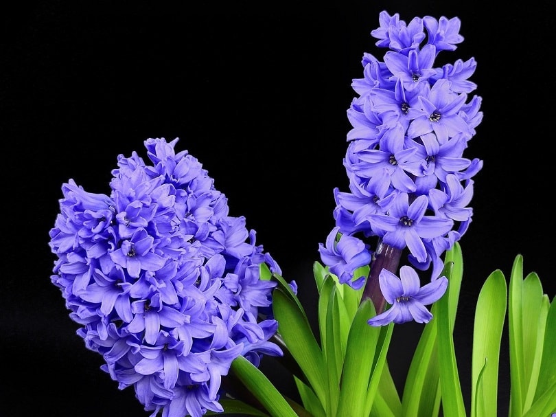 43 Common Types of Flowers in the US (with Pictures)