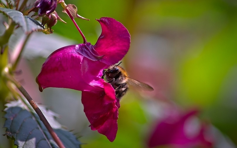 43 Common Types of Flowers in the US (with Pictures)