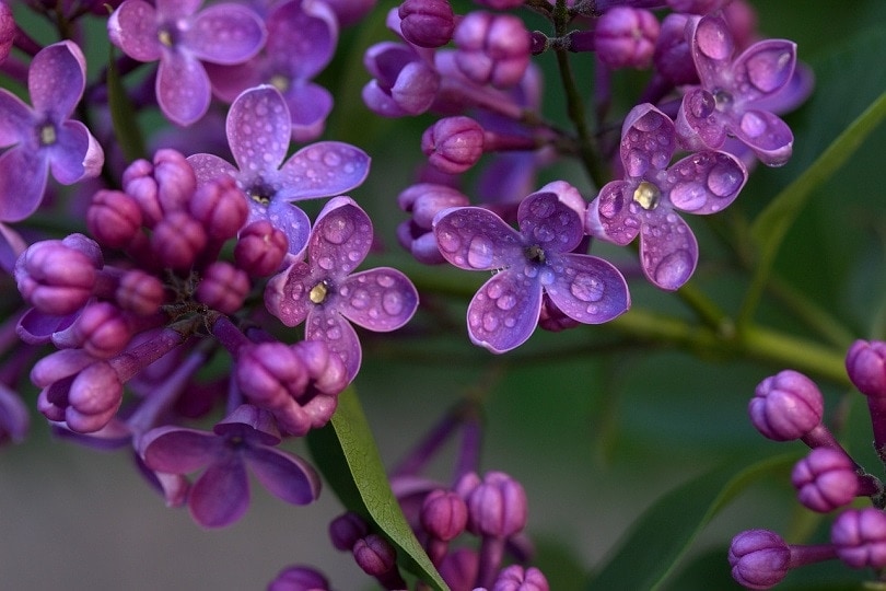 43 Common Types of Flowers in the US (with Pictures)