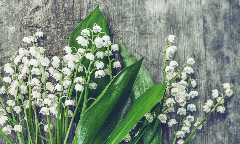 43 Common Types of Flowers in the US (with Pictures)