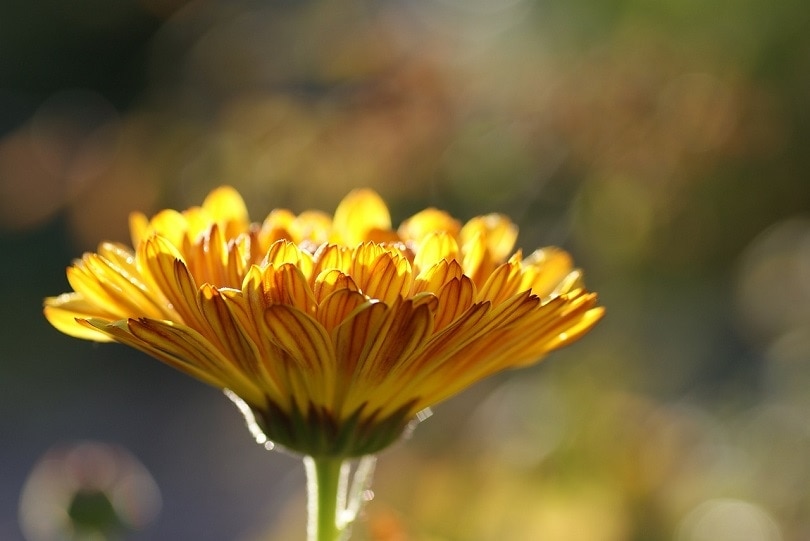 43 Common Types of Flowers in the US (with Pictures)