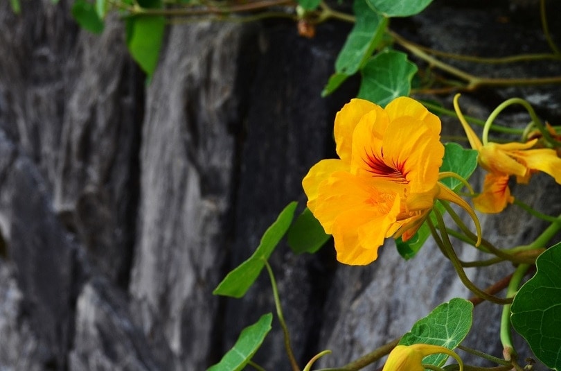 43 Common Types of Flowers in the US (with Pictures)