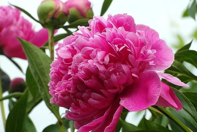 43 Common Types of Flowers in the US (with Pictures)