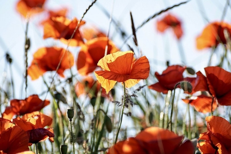 43 Common Types of Flowers in the US (with Pictures)