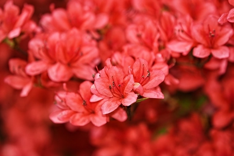 43 Common Types of Flowers in the US (with Pictures)