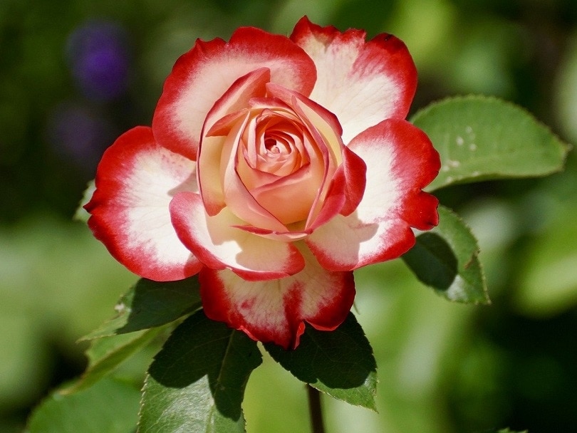 43 Common Types of Flowers in the US (with Pictures)