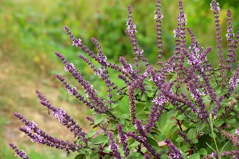 43 Common Types of Flowers in the US (with Pictures)