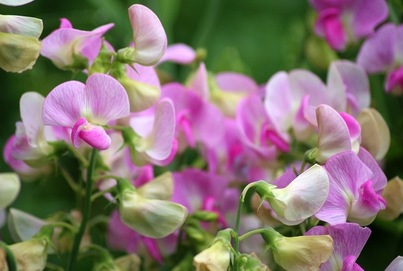43 Common Types of Flowers in the US (with Pictures)