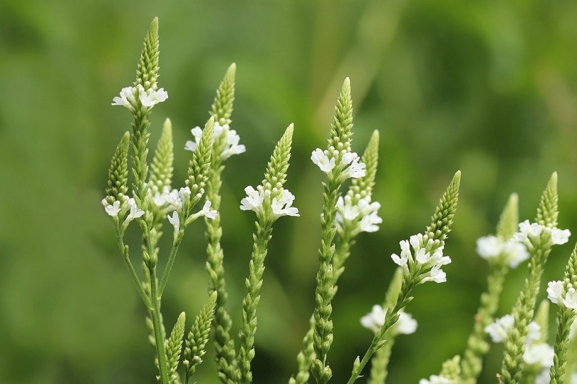 43 Common Types of Flowers in the US (with Pictures)