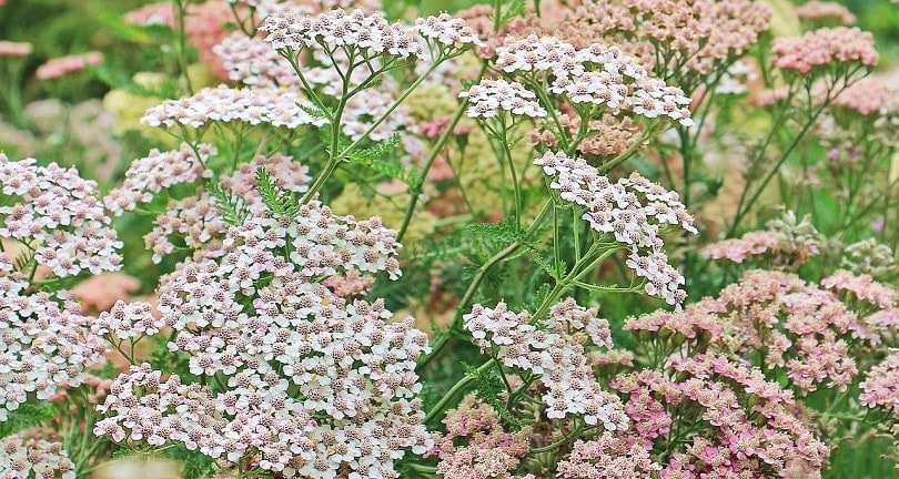 43 Common Types of Flowers in the US (with Pictures)