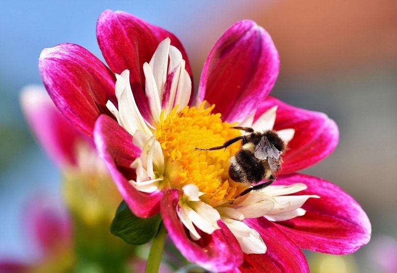 43 Common Types of Flowers in the US (with Pictures)