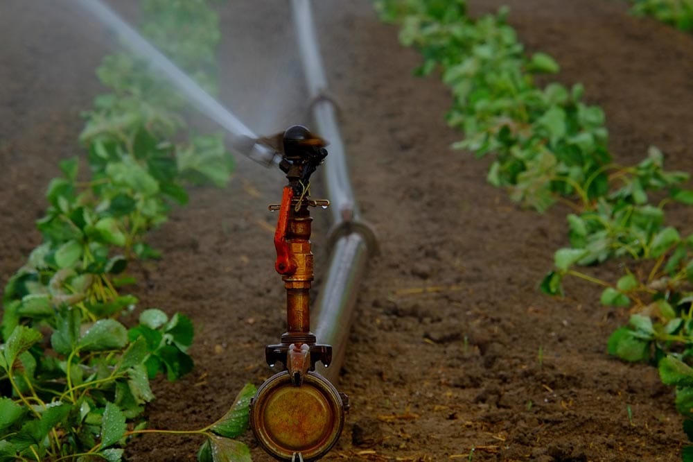 Sprinkler System Installation Costs 2022 (Irrigation Systems)