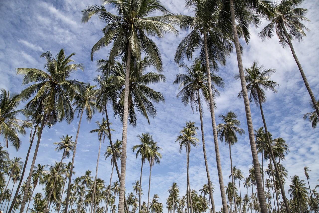 Palm Tree vs Palmetto Tree: What’s the Difference?
