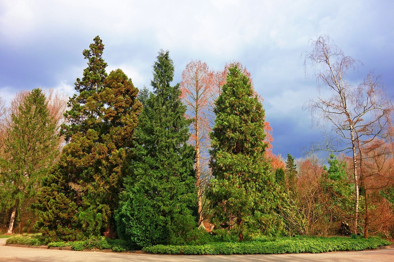 16 Different Types of Evergreen Trees (With Pictures)