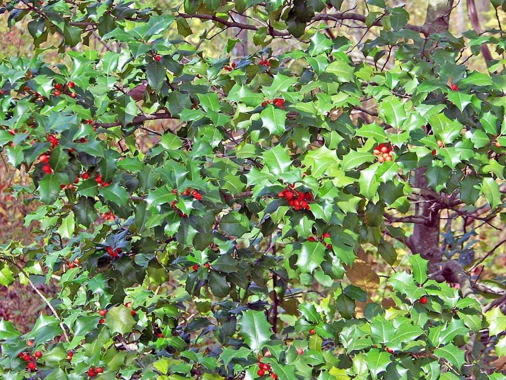 16 Different Types of Evergreen Trees (With Pictures)