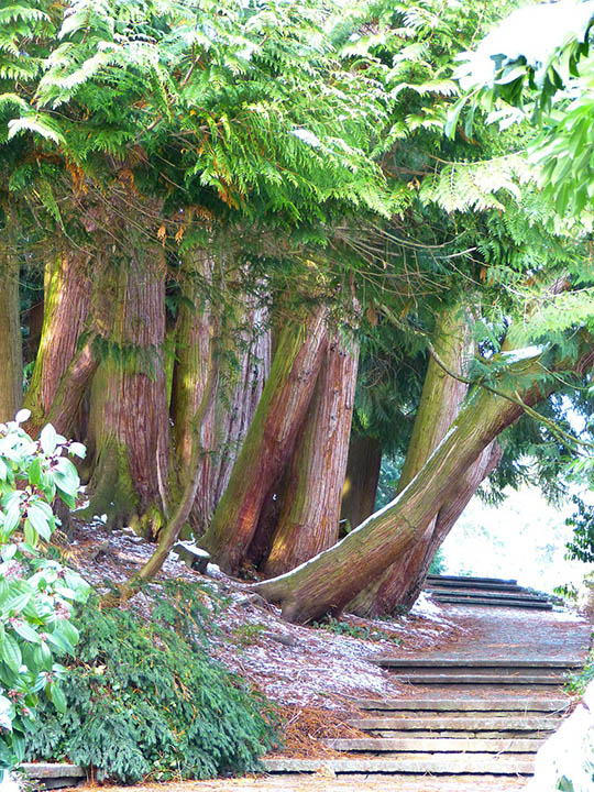 16 Different Types of Evergreen Trees (With Pictures)