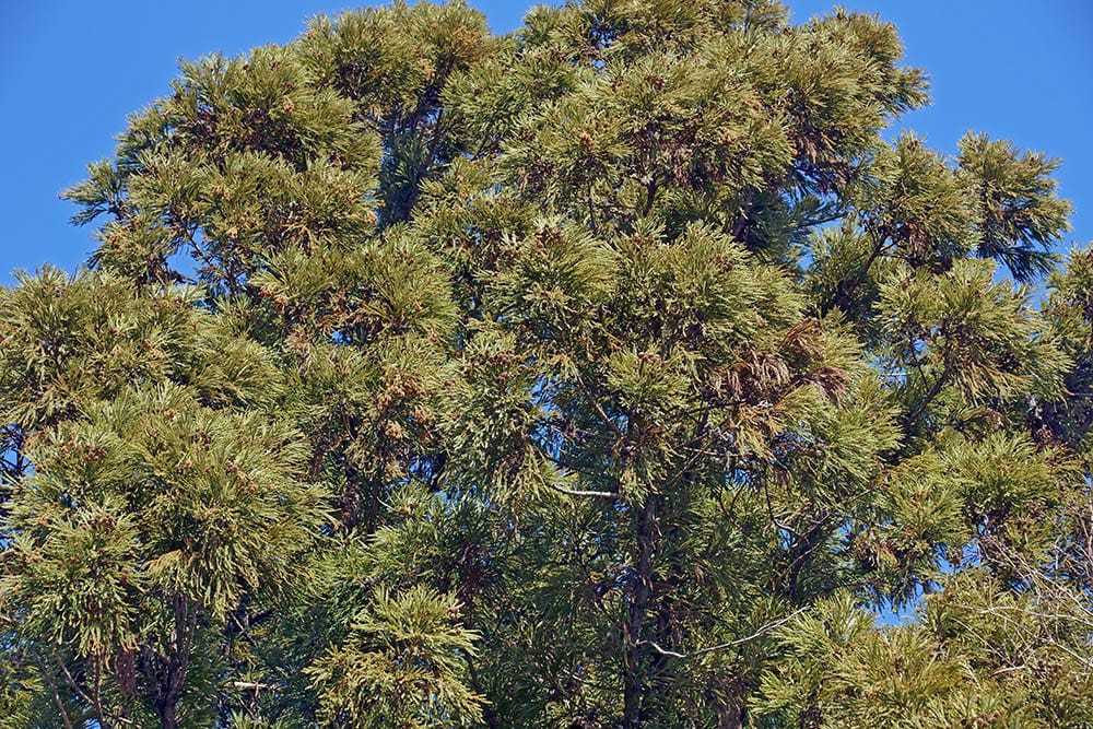 16 Different Types of Evergreen Trees (With Pictures)
