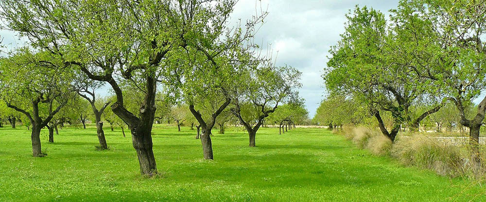 16 Different Types of Evergreen Trees (With Pictures)