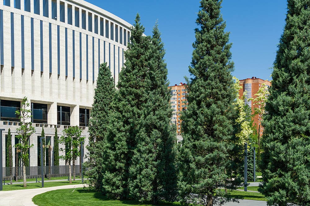 16 Different Types of Evergreen Trees (With Pictures)