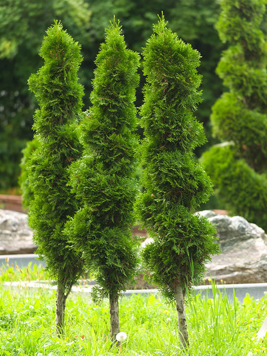 16 Different Types of Evergreen Trees (With Pictures)