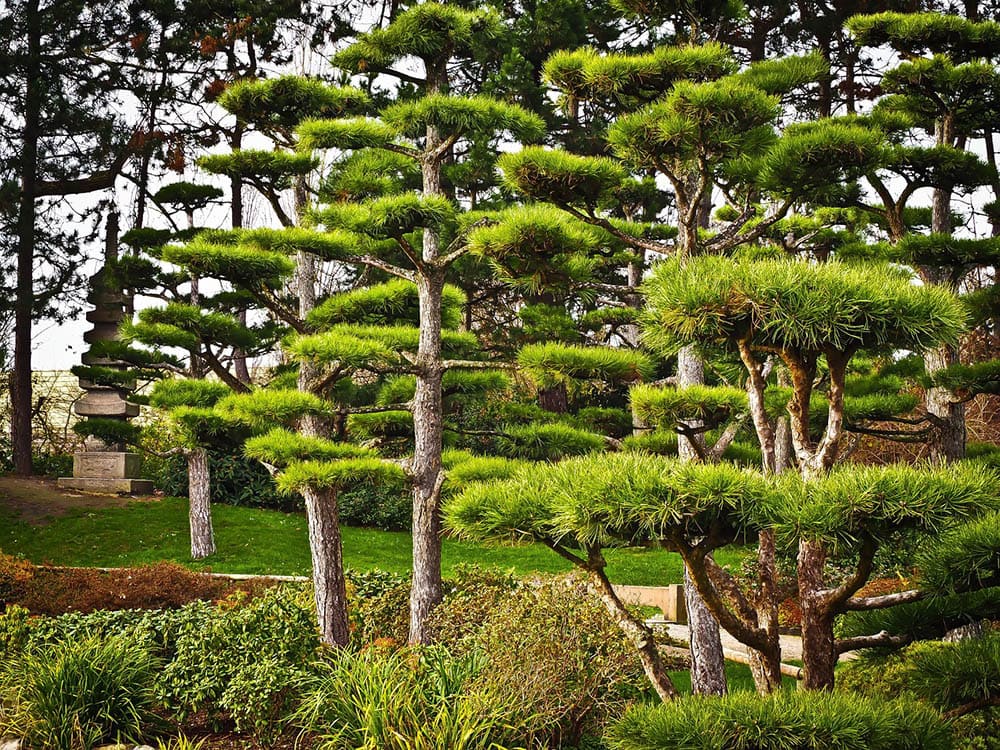 16 Different Types of Evergreen Trees (With Pictures)