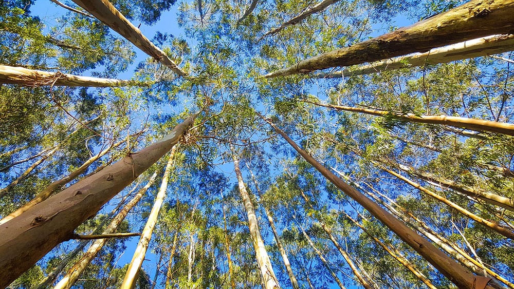 16 Different Types of Evergreen Trees (With Pictures)