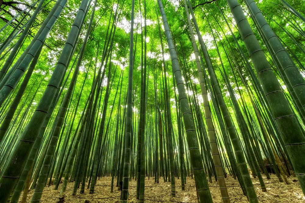 16 Different Types of Evergreen Trees (With Pictures)