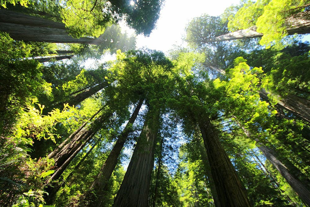 16 Different Types of Evergreen Trees (With Pictures)