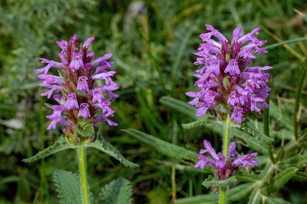 50 Types of Purple Flowers (With Pictures)