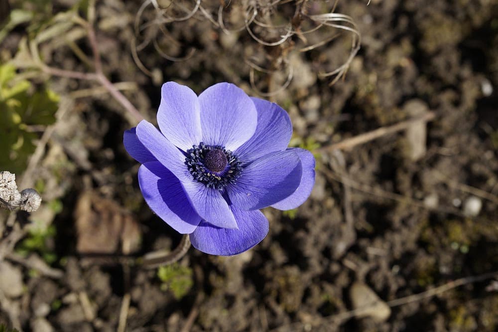 50 Types of Purple Flowers (With Pictures)