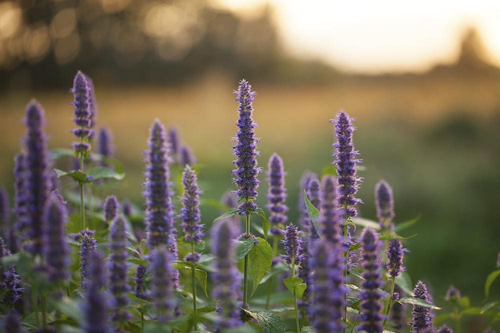 50 Types of Purple Flowers (With Pictures)