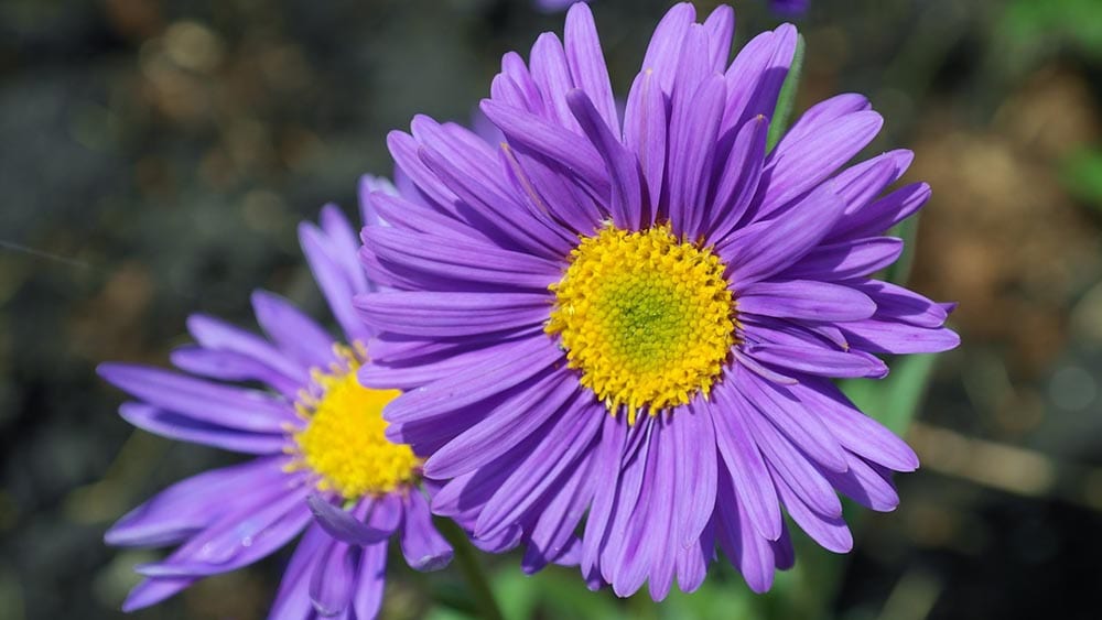 50 Types of Purple Flowers (With Pictures)