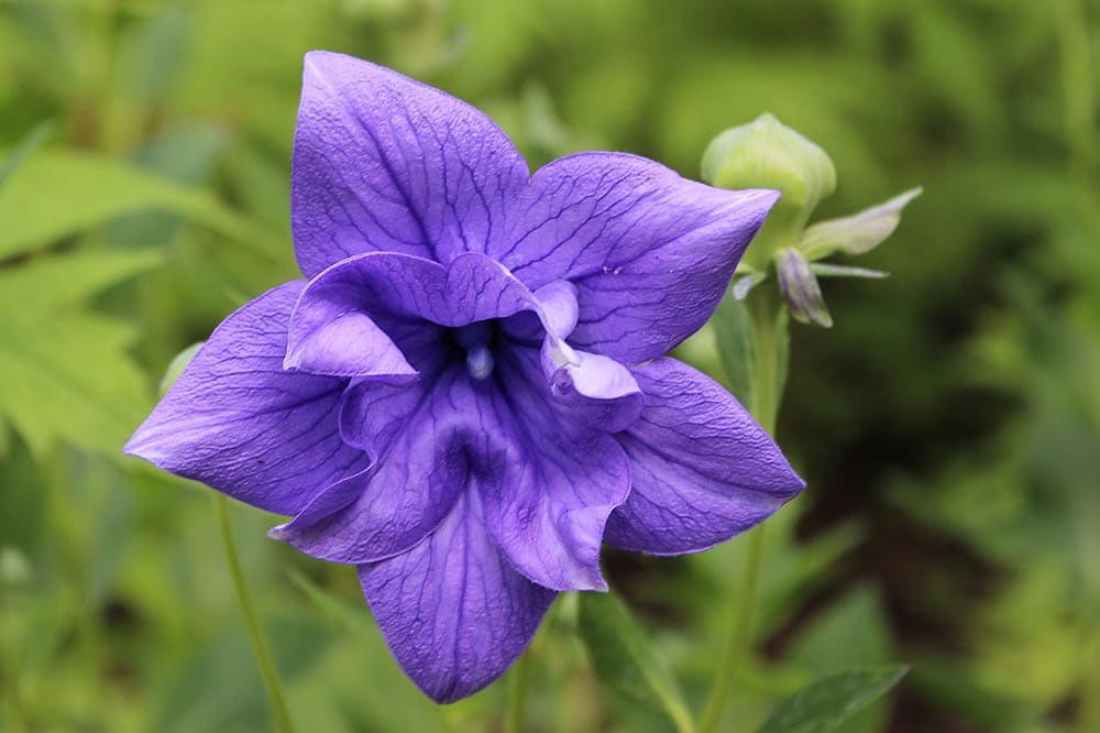 50 Types of Purple Flowers (With Pictures)