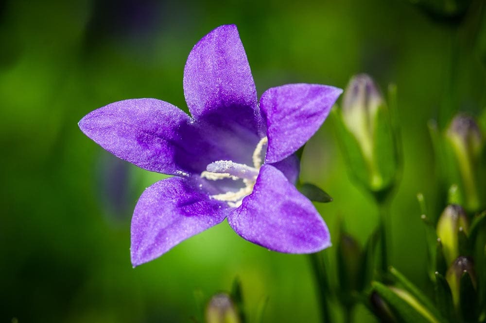 50 Types of Purple Flowers (With Pictures)