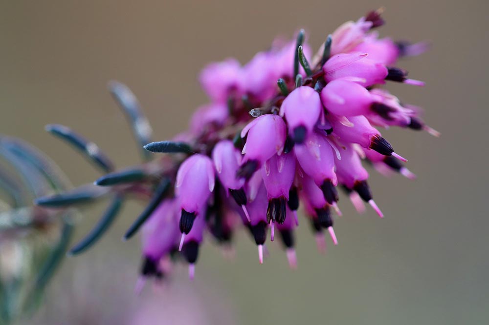 50 Types of Purple Flowers (With Pictures)