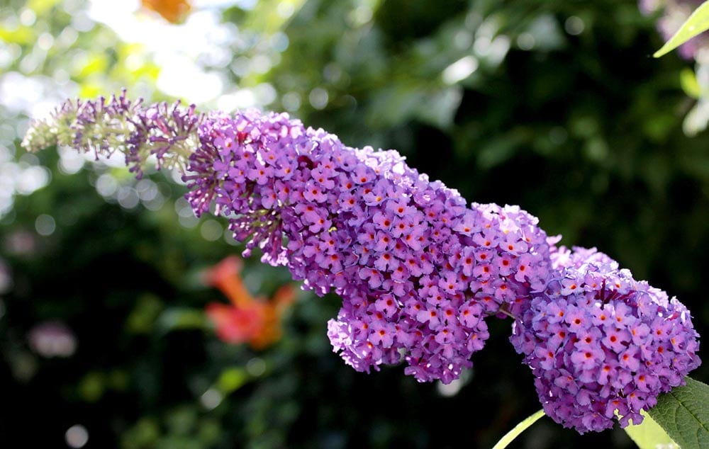 50 Types of Purple Flowers (With Pictures)