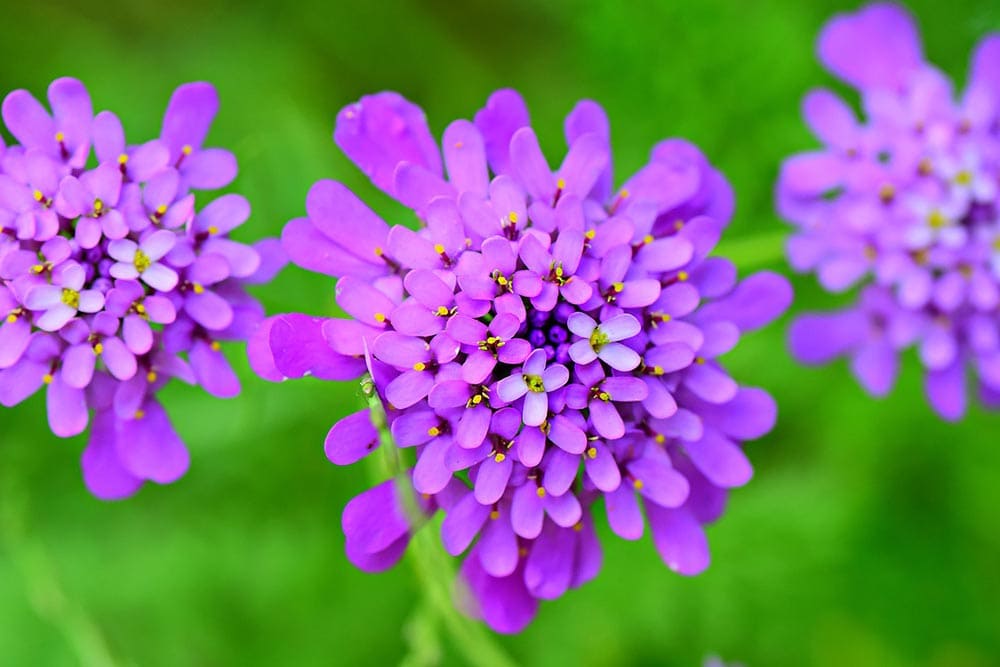 50 Types of Purple Flowers (With Pictures)