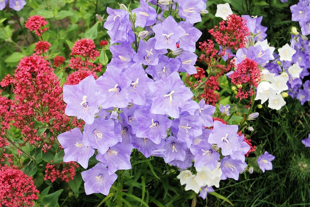 50 Types of Purple Flowers (With Pictures)