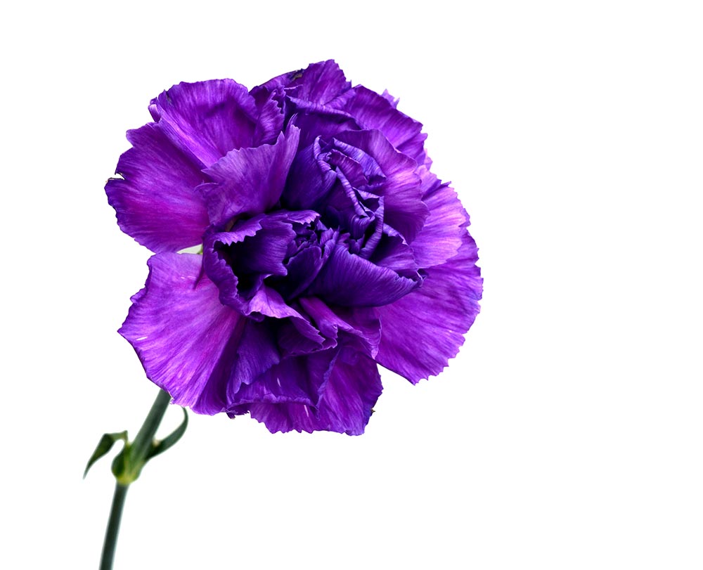 50 Types of Purple Flowers (With Pictures)