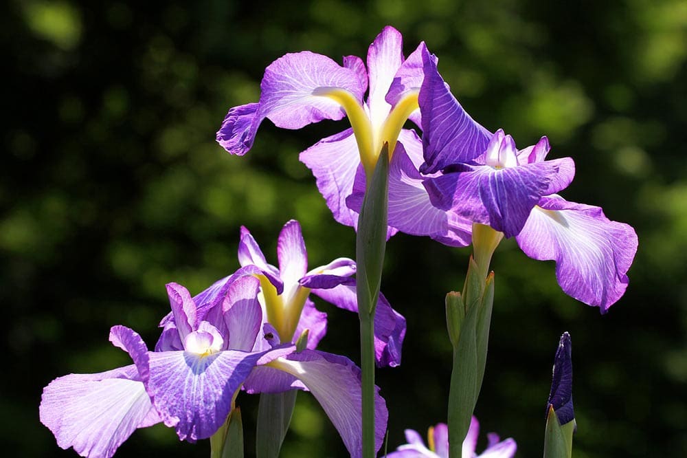 50 Types of Purple Flowers (With Pictures)