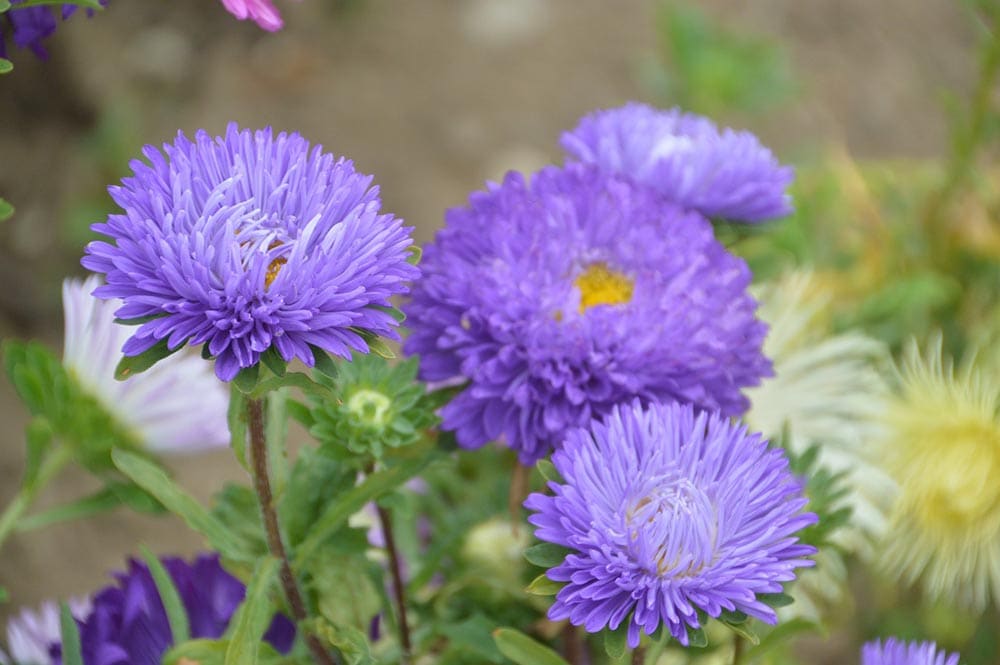 50 Types of Purple Flowers (With Pictures)