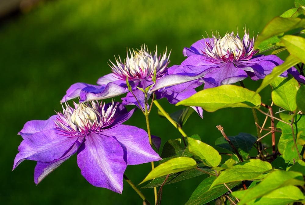 50 Types of Purple Flowers (With Pictures)