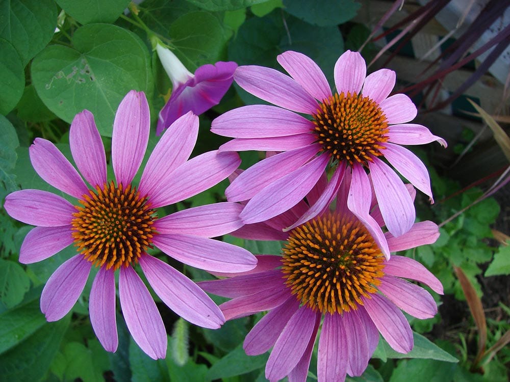 50 Types of Purple Flowers (With Pictures)