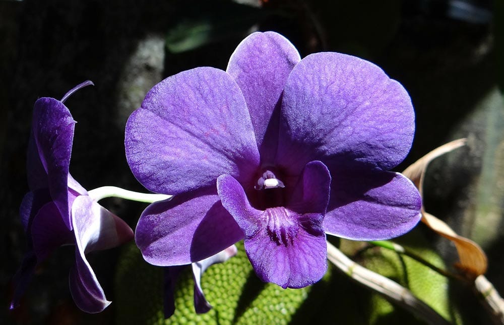50 Types of Purple Flowers (With Pictures)