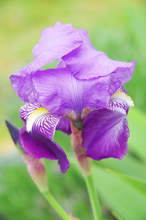 50 Types of Purple Flowers (With Pictures)